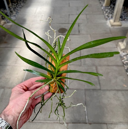 Vanda pumila ibrido - , legato