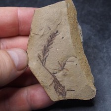 Foglie di sequoia pianta