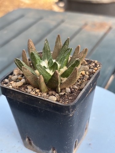 Ariocarpus scapharostrus 5cm - ariocarpus, 5,5cm