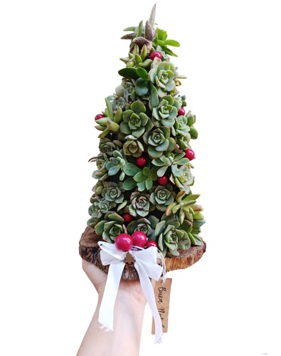 Albero natale piante grasse - piante,