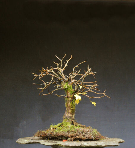Bonsai acero resistente - di,