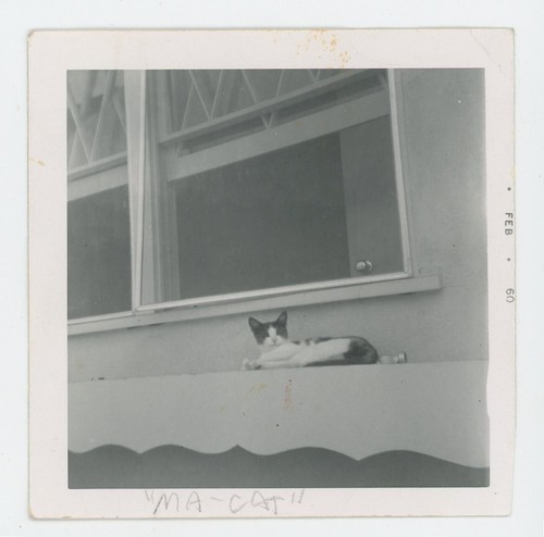 Foto epoca bella figa gatto - d'epoca,