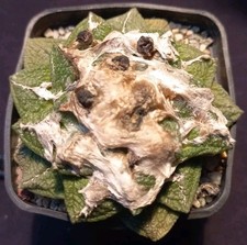 ARIOCARPUS FISURATUS from seed