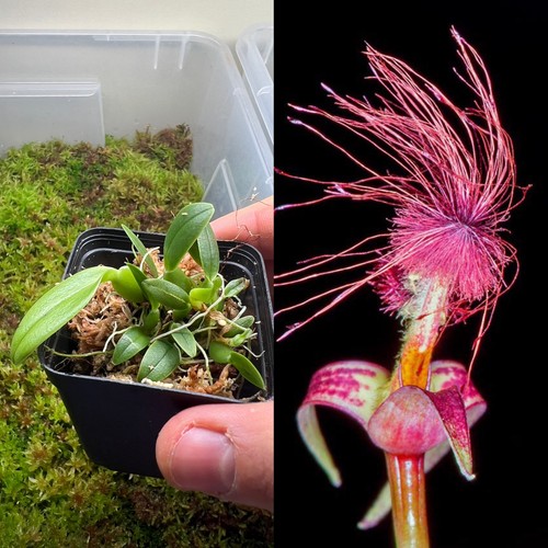 Orchidea bulbophyllum - orchidea,