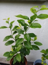 Pianta Agrumi In Vaso