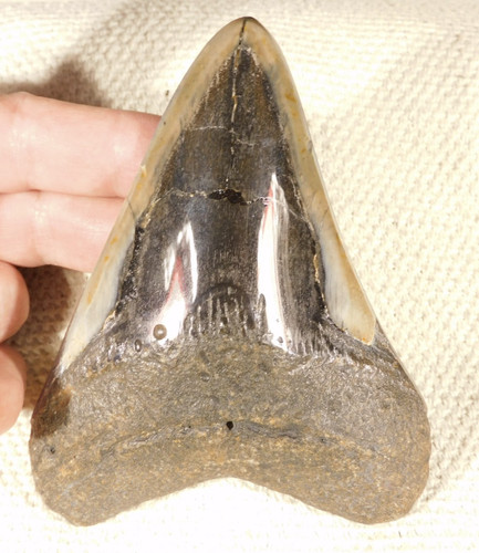 Gigante museum megalodon - museum,