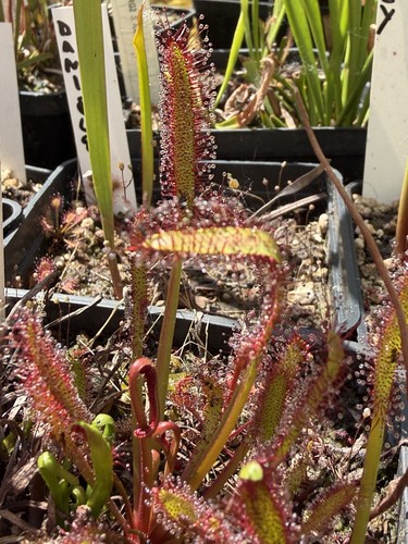 Pianta carnivora drosera - carnivora,
