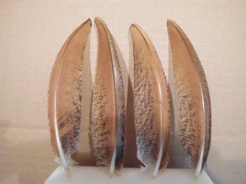 Piume pavone - 6,