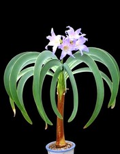 Worsleya Procera  1  FRESH