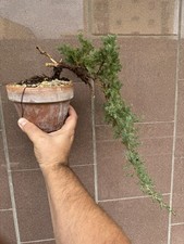Ginepro procumbens bonsai - ginepro,