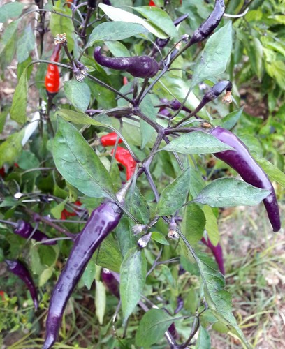 Semi peperoncino viola - semi,