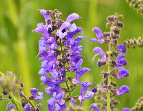Salvia prato 250 semi - salvia, da