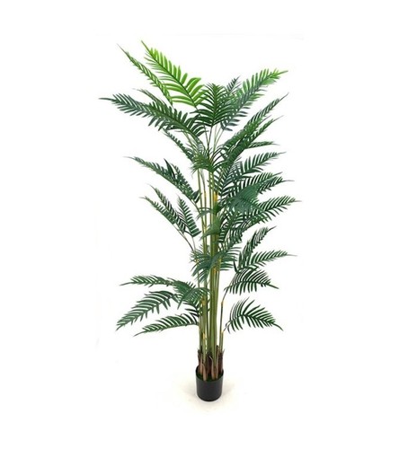 Pianta ornamentale palma areca - pianta,