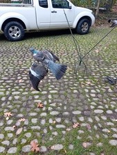 Richiamo colombacci Nannini