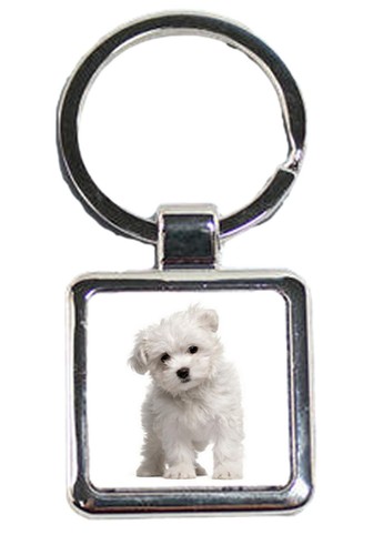 Maltese dog pet luxury square - maltese,