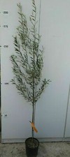 PIANTA DI ULIVO COREGIOLO  IN VASO  ( foto reale ) H.170 CM  OLIVO DA TAVOLA