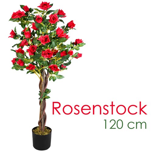 Rose cespuglio rosa - cespuglio, di