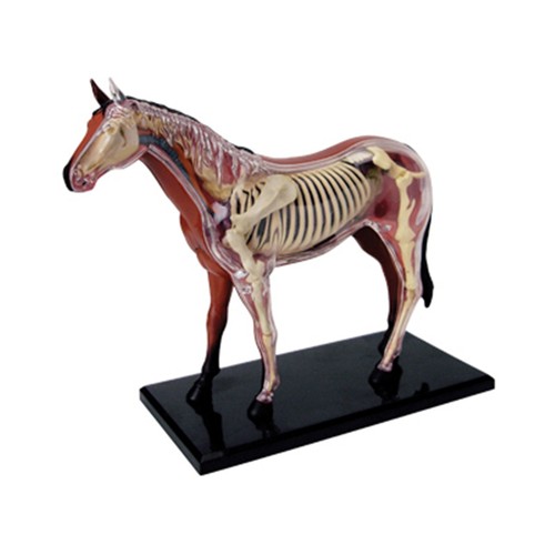 Animal organ anatomy - organ,