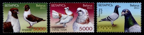 Colombe bielorussia 2011 - colombe.,