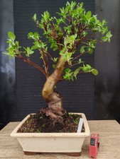 Bonsai melo h 58 cm - ,