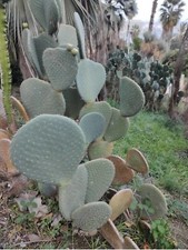 ?1 Talea Pala di OPUNTIA BASILARIS CORDATA Spinulifera Ardilla Cactus +1Omaggio