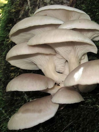 Pleurotus cystidiosus abalone - cystidiosus,
