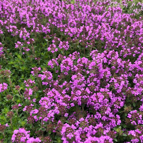 Thymus praecox vedi - thymus,