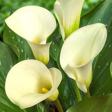 Bulbi di calla resistenti -