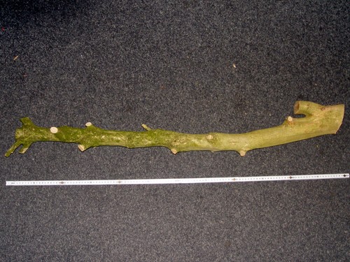 Bosso buxus legno pregiato - bosso,