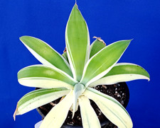 Agave Attenuata White