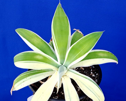 Agave attenuata white - agave,