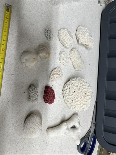 Coralli misti - coralli,