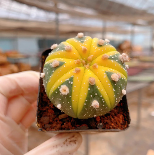 3pcs astrophytum asterias - 3pcs,