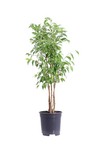 Pianta vera ficus - di, benjamina