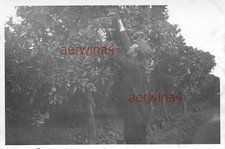 soldato tedesco alla raccolta