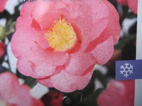 Camelia giapponese l - camelia,