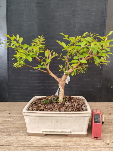 Bonsai lagerstroemia 30 - h,