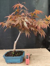bonsai di  acero rosso