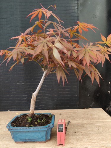 Bonsai acero rosso - bonsai, di