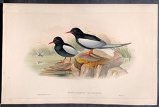 John Gould Ornitologia stampa