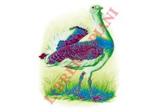 Ornitologia - Disegni - CATALANO - Otarda (Otis tarda).