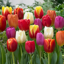 Bulbi Da Fiore (10 X Tulipani