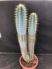 CEREUS AZUREUS BIG - IL GIARDINO DI MAYA - CACTUS PIANTE GRASSE 