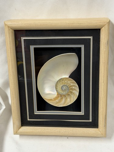 Shadowbox conchiglia nautilus - shadowbox,