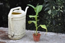 DIECIMILA (10000)  semi