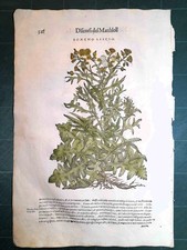 MATTIOLI MATTHIOLI Erbario a