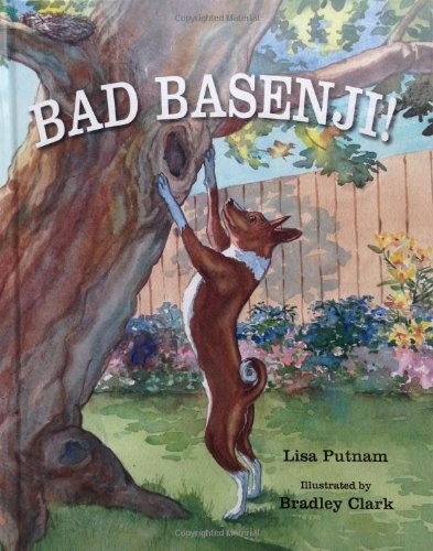 Bad basenji - bad, basenji!