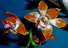 Chysis Species 'Autumn Breeze'