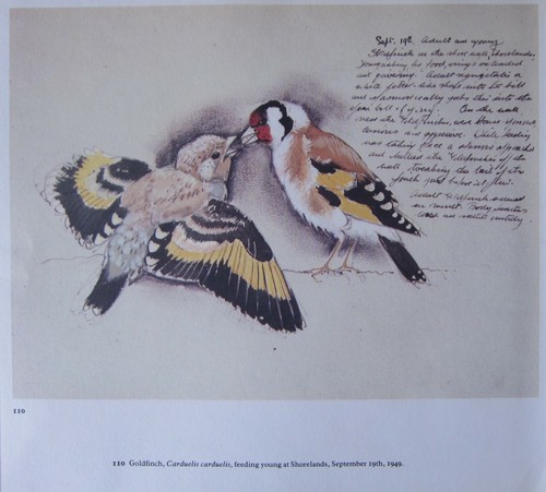 Bellissima stampa uccelli - bellissima, di