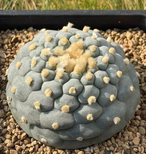 Boutique caci wysiwyg - 8,7, cm